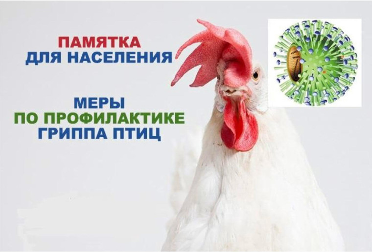 ПАМЯТКА ДЛЯ НАСЕЛЕНИЯ «МЕРОПРИЯТИЯ ПО ПРОФИЛАКТИКЕ ГРИППА ПТИЦ». ПАМЯТКА ДЛЯ НАСЕЛЕНИЯ «МЕРОПРИЯТИЯ ПО ПРОФИЛАКТИКЕ ГРИППА ПТИЦ».